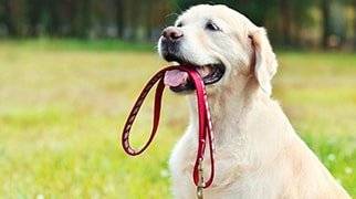 Länderregelung zur Hundehaftpflichtversicherung