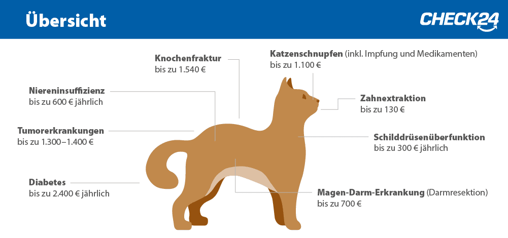 Katzenkrankheiten im Überblick