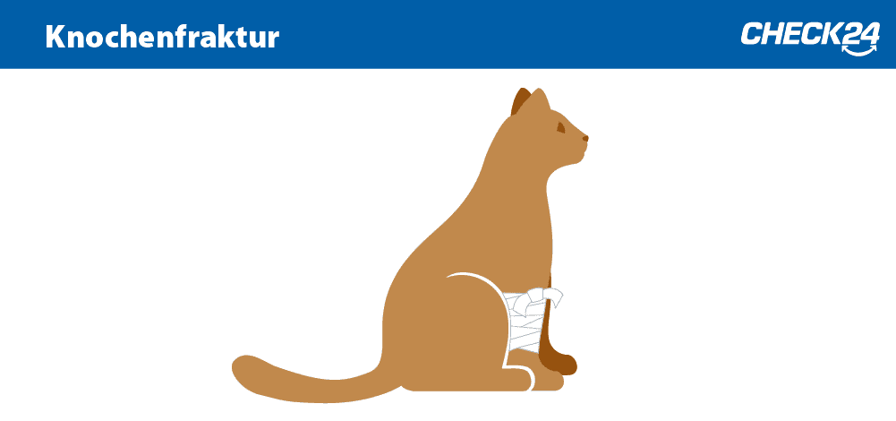 Katzenversicherung Katzenkrankenversicherung Bei Check24