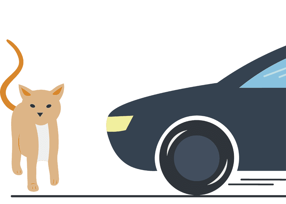 Katze läuft vor ein Auto