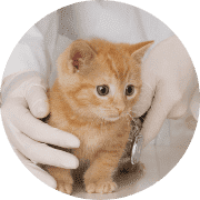 Katzenversicherung Krankheit