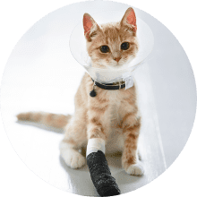 Katze mit gebrochenem Bein