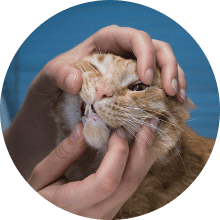 Katze mit Zahnproblemen