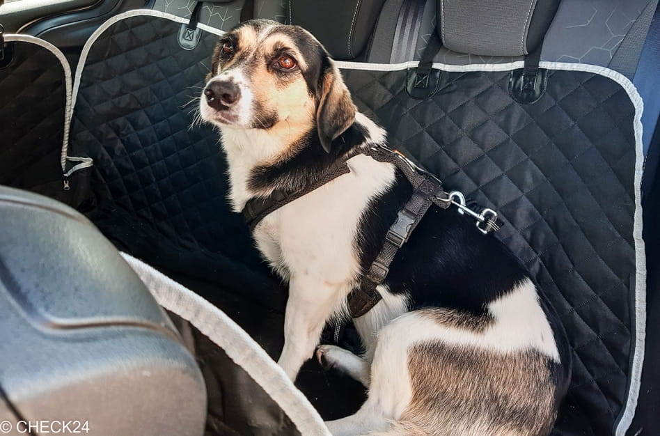 Entspannt fahren mit Hund im Auto