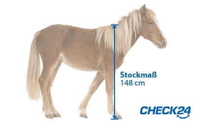 Ab Welchem Stockmaß Ist Ein Pony Ein Pferd