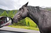 Pferd neben Seitenspiegel eines Autos