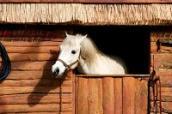Pferd im Stall