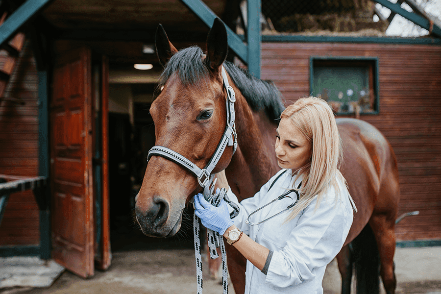 Pferd wird von einer Ärztin untersucht.