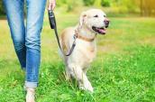 Frau geht mit Hund spazieren