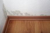 Schimmelpilze an der Wand einer Wohnung.