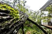 Umgestürzter Baum in Nahaufnahme