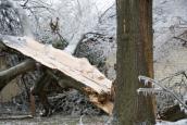 Umgestürzter Baum im Winter