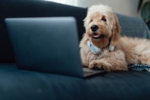 Hund sitzt auf Sofa vor PC