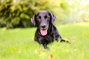 Labrador steckt die Zunge raus