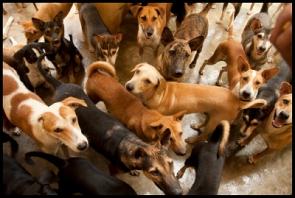 Gruppe von Hunden
