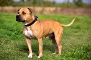 Staffordshire-Bullterier