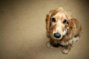 Auch der bravste Hund kann einmal etwas ausfressen. Mit einer Hundehaftpflichtversicherung ist der Halter geschützt.