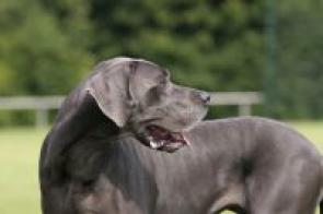 Für große Hunde ist eine Hundehaftpflichtversicherung in Niedersachsen ab November Gesetz.