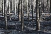 Verbrannter Wald