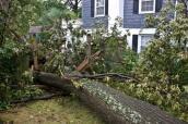 Ein Baum ist durch einen Sturm auf ein Gebäude gestürzt
