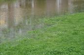 Regen und Gras