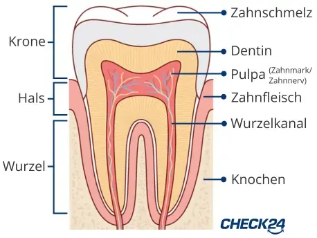Anatomie eines Zahnes